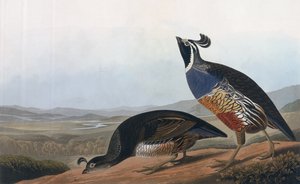 Robert Havell (1793-1878) 1838 tarafından oyulmuş 