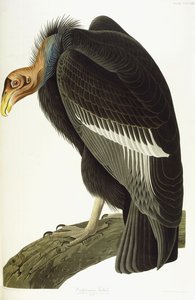 Kaliforniya Akbabası, Yaşlı Erkek, 1838