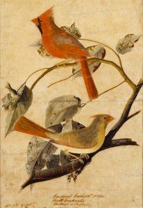  by John James Audubon