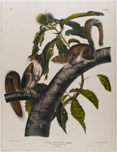 Carolina gri sincap by John James Audubon