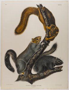 kedi sincap by John James Audubon