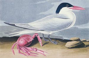 kırmızı sumru by John James Audubon