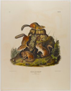 Sincap hackee yontma by John James Audubon