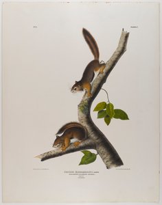 Kolomb sincabı by John James Audubon