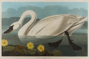 Amerikan Kuğu, 1838 (kağıt üzerinde wc) by John James Audubon