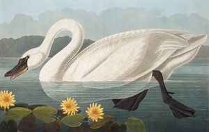 Common American Swan, Cygnus Americanus, John J. Audubon