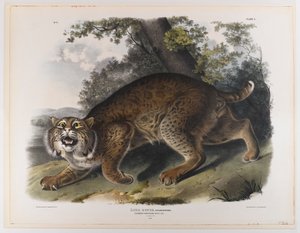 Ortak Amerikan yaban kedisi by John James Audubon