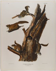 Ortak uçan sincap by John James Audubon