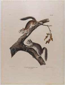 tüylü sincap by John James Audubon