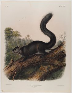 esmer sincap by John James Audubon