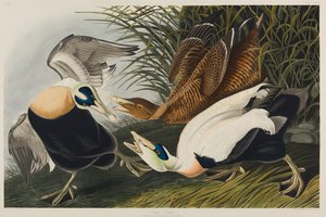 Eider Duck, 1835 (kağıt üzerinde wc) by John James Audubon
