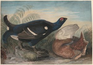 İngiliz Siyah Musluklar by John James Audubon