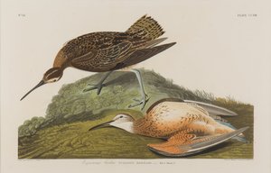Esquimaux Curlew, 1834 (kağıt üzerinde wc) by John James Audubon