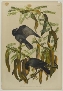 Balık Kargası, Julien Bien tarafından basıldı ve Roe Lockwood & Son tarafından yayınlandı, 1861 (krolitografi) by John James Audubon