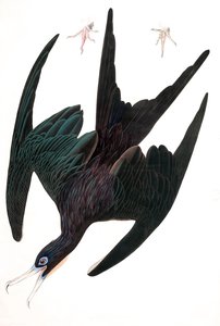 Fırkateyn Pelikan, Tachypetes Aquilis, John J. Audubon'un "The Birds of America" kitabından, pub. 1827-38 (el renkli gravür) by John James Audubon