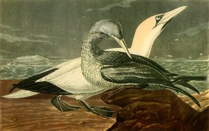 "Gannets", 1836, 1942. by John James Audubon