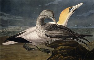 Gannets, Robert Havell (1793-1878) tarafından oyulmuş 