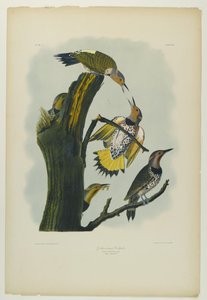 Altın kanatlı Ağaçkakan, Julien Bien tarafından basıldı ve Roe Lockwood & Son tarafından yayınlandı, 1861 (kromolitograf) by John James Audubon