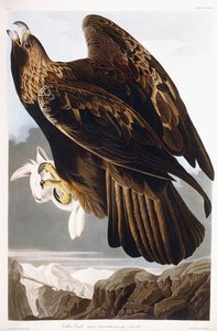 Altın Kartal, 1833 by John James Audubon