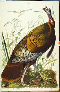 Büyük Amerikan Beck Erkek. Vahşi Türkiye by John James Audubon