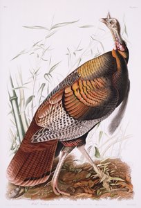 Büyük Amerikan Horozu veya Vahşi Hindi by John James Audubon