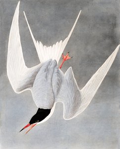 Büyük Sumru, Sterna Hirundo, John J. Audubon
