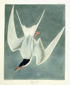 Büyük Dönüş, Erkek, Bahar Tüyleri, 1836 by John James Audubon