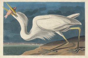 Büyük Beyaz Balıkçıl, 1835 by John James Audubon