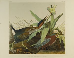Yeşil Balıkçıl, Julien Bien tarafından basıldı ve Roe Lockwood & Son tarafından yayınlandı, 1861 (kromolitograf) by John James Audubon