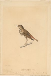 münzevi ardıç by John James Audubon