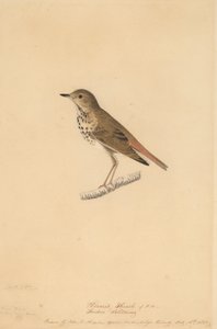 Münzevi Ardıç, 1820. by John James Audubon
