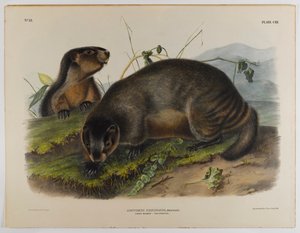 ağarmış dağ sıçanı by John James Audubon