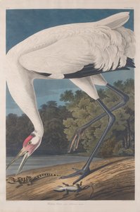 Çemberli Vinç, 1834 by John James Audubon