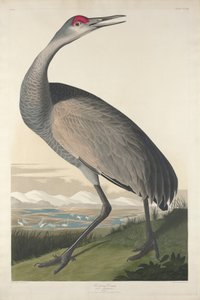 Çemberli Vinç, 1835 by John James Audubon
