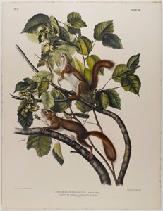 Hudsons Körfezi sincabı by John James Audubon