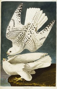 İzlanda veya Jer Falcon. gyrfalcon by John James Audubon