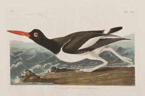 'Birds of America'dan bir çizim by John James Audubon