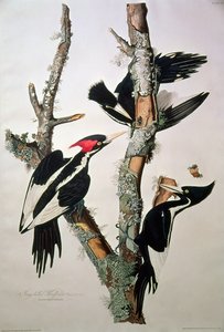 Fildişi gagalı Ağaçkakan, 