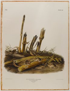Küçük hasat faresi by John James Audubon