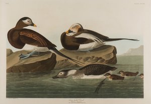 Uzun Kuyruklu Ördek, 1836 (kağıt üzerinde wc) by John James Audubon