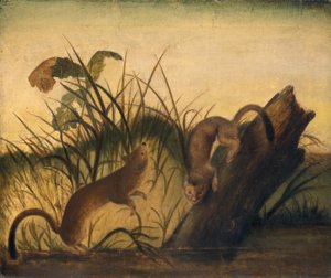 Uzun Kuyruklu Gelincik, c. 1845. by John James Audubon
