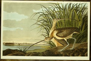 Erkek ve Dişi Uzun Faturalı Curlew by John James Audubon