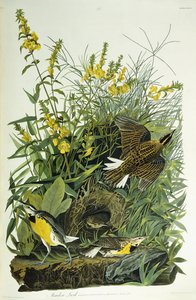 Çayır Tarlası, 1832 by John James Audubon