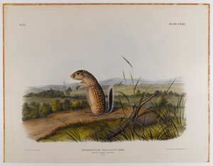 Meksika dağ sıçanı sincabı by John James Audubon