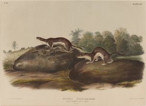 Mustela Böceği by John James Audubon