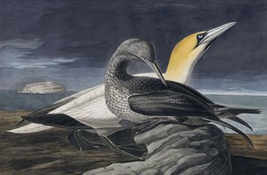 Kuzey Gannet, Morus Bassanus, John J. Audubon