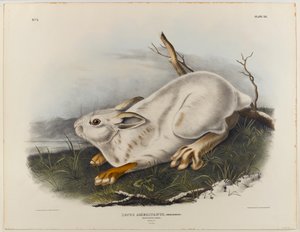 Kuzey tavşanı (kış tüyü) by John James Audubon