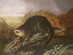 Tuzağa Yakalanan Su Samuru by John James Audubon