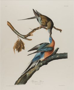 Yolcu Güvercini, 1827-1838 (kağıt üzerinde wc) by John James Audubon