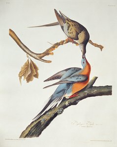 Birds of America